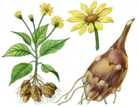 Биоэтанол как альтернативный источник топлива