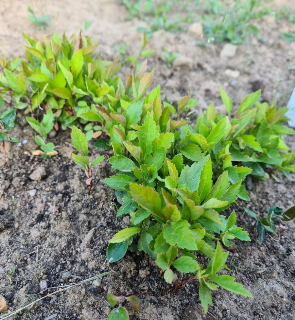 Всходы боярышника сибирского в апреле 2023 года