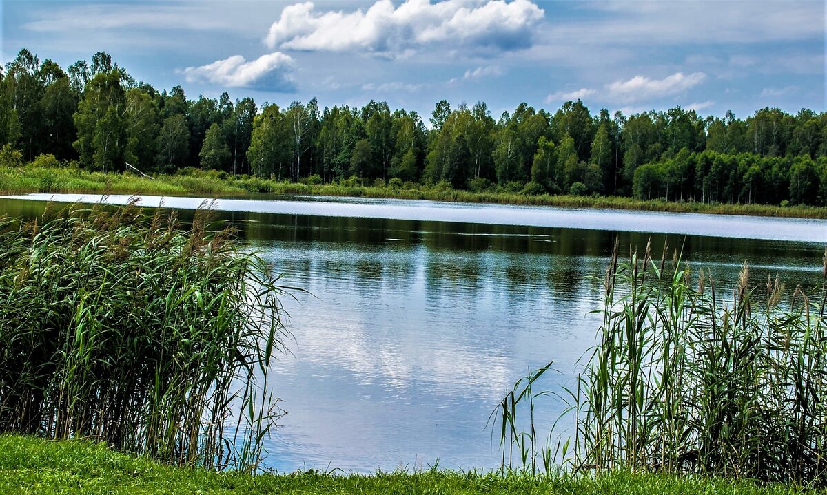 Лесное озеро