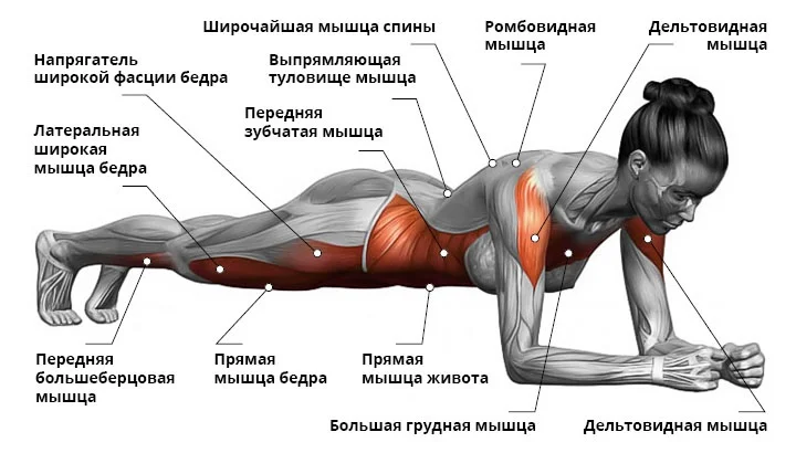 Идеальное тело без правил - Sektascience: научно-популярный журнал