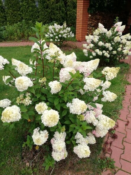 САНДИ ФРАЙЗ, ИЮЛЬ 2022