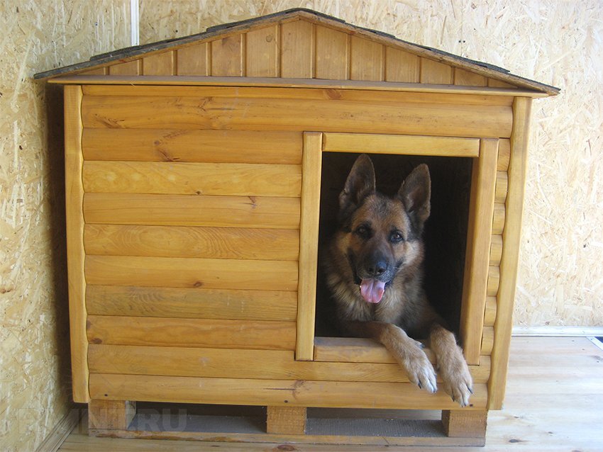 Как сделать будку для собаки: схемы, этапы работ, фото самых удачных моделей собачьих будок