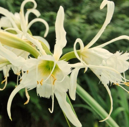 Гименокаллис