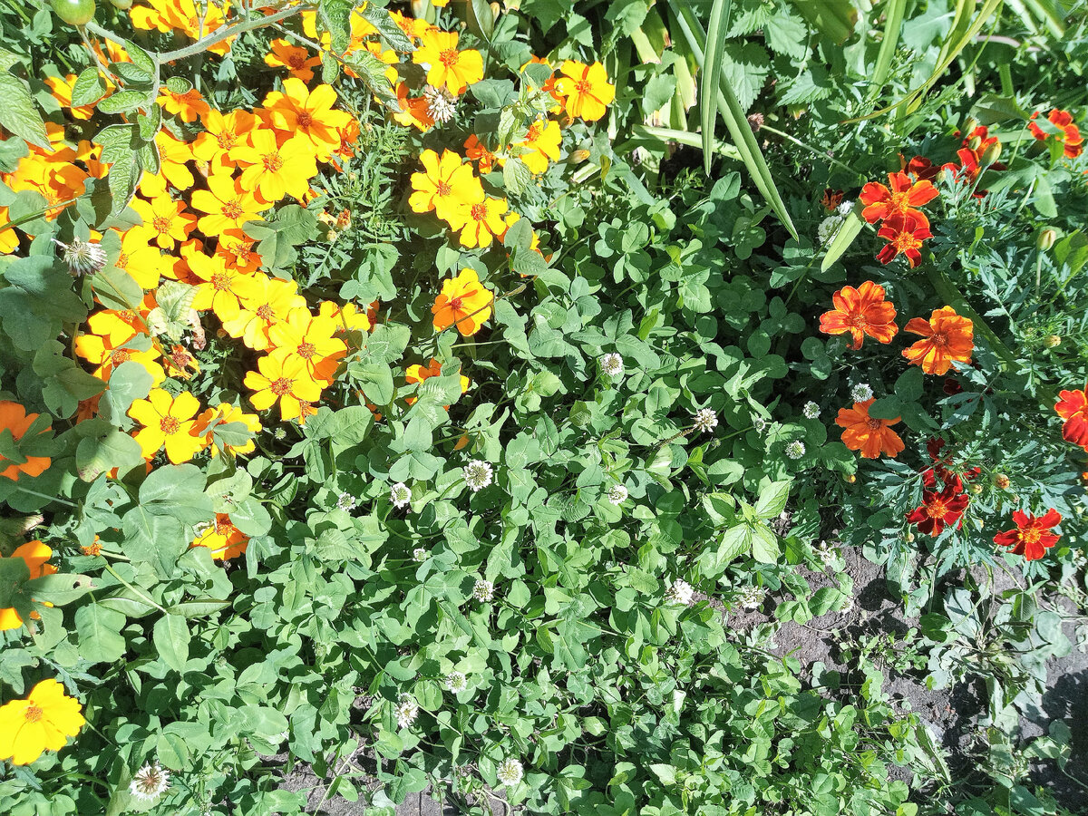 Белый клевер среди цветов