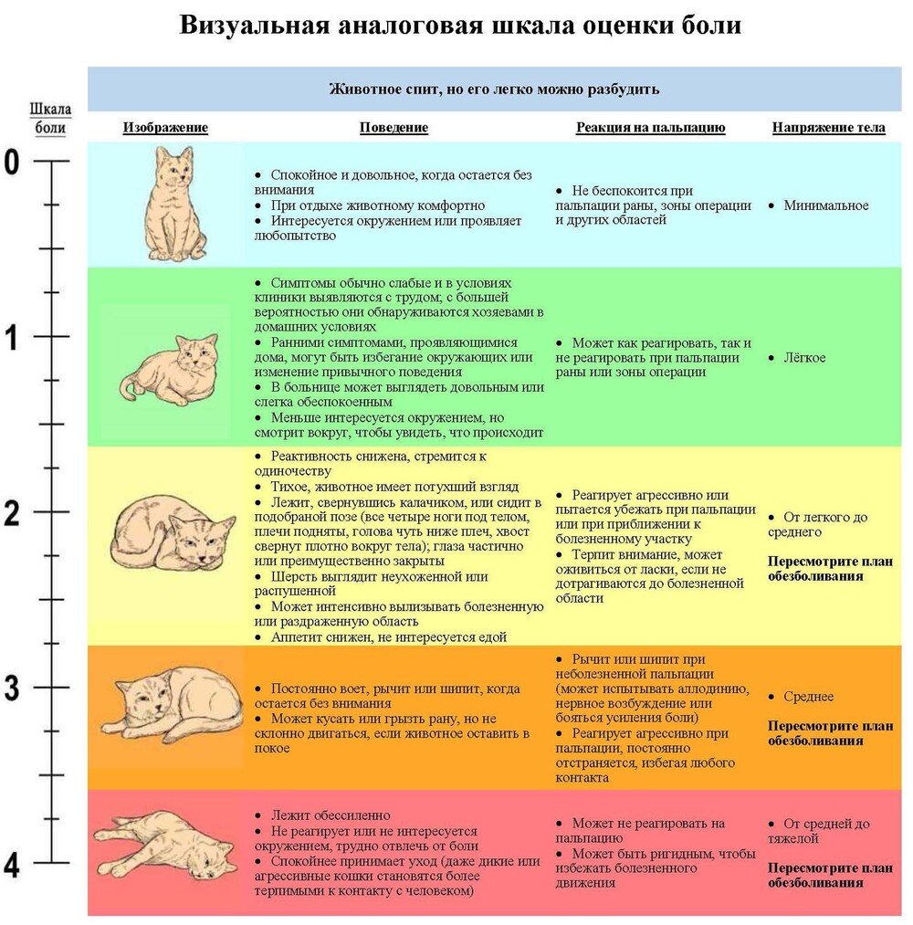 Для кошек