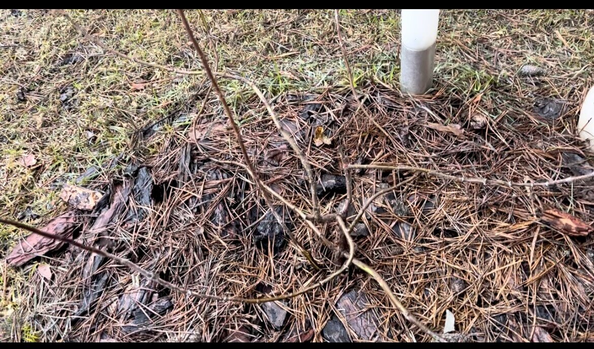 Дентель весной без обрезки