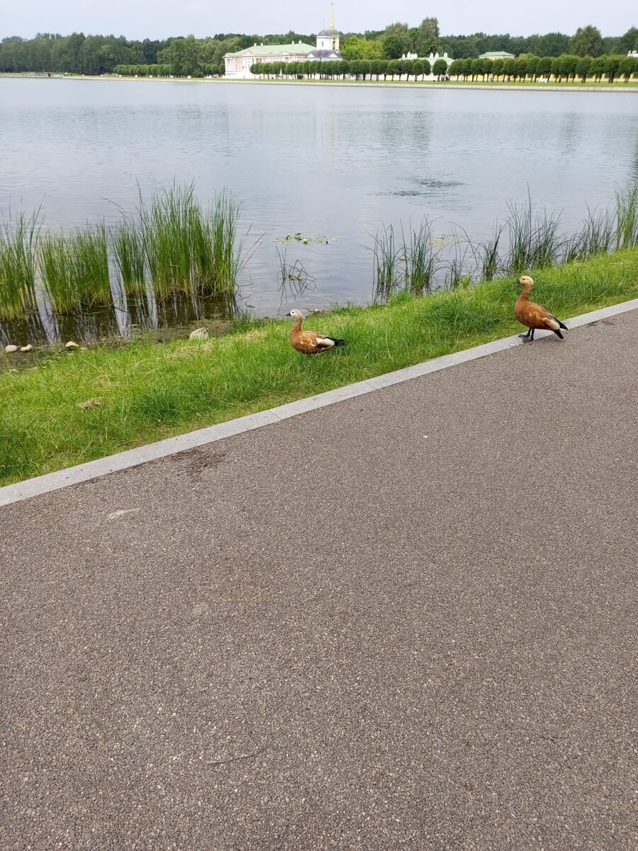 Фото. Дворцово-парковый ансамбль «Кусково».