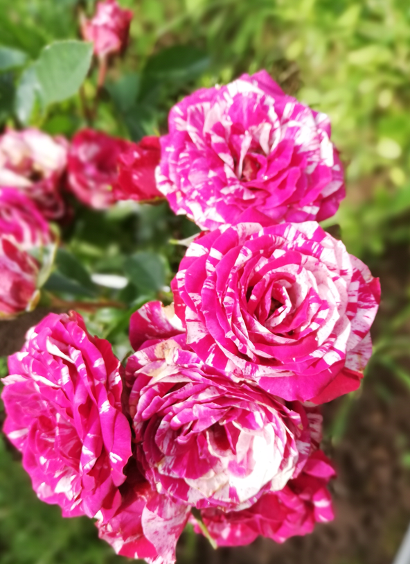 Розы бел восточная. Пролиферация у роз. Покажи полулысые кусточки роз.