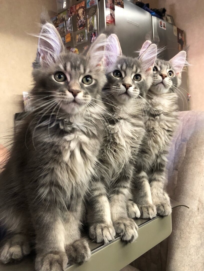 На фото наши котята, рождённые в питомнике 21.03.2023 г.