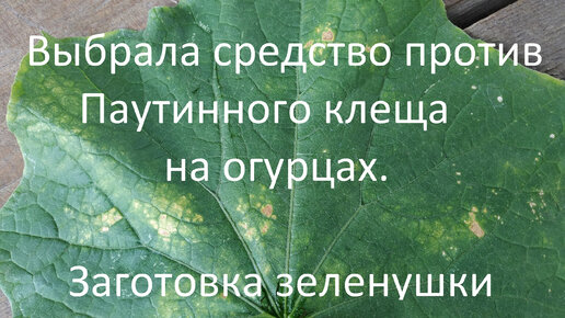 Выбрала средство против Паутинного клеща на огурцах / Заготовка зеленушки