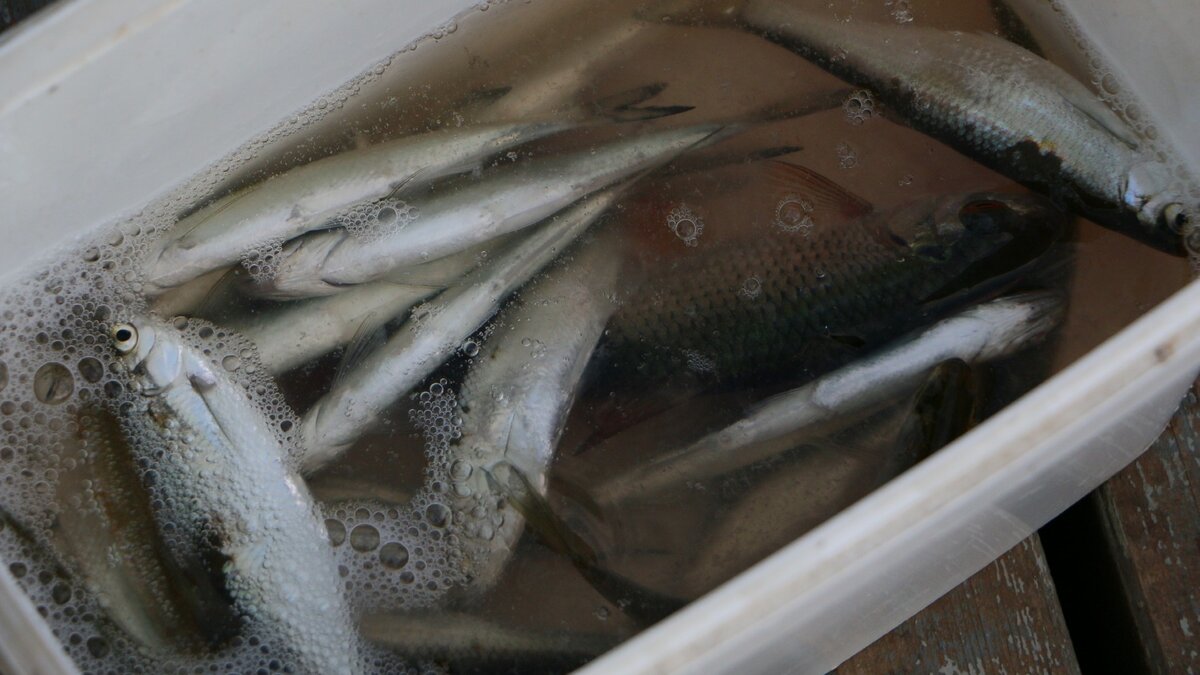     Природоохранная прокуратура Николаевской-на-Амуре организовала проверку гибели рыбы в месте впадения реки Большой Мырчан в озеро Чля, где будут определены возможные причины этого происшествия.