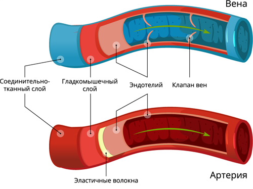 Кровотечения