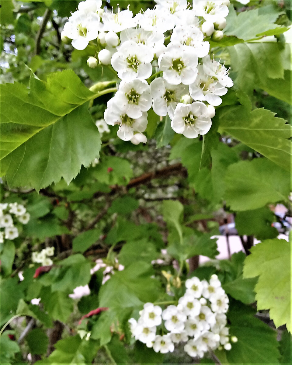                                              Это май. Фото автора канала.