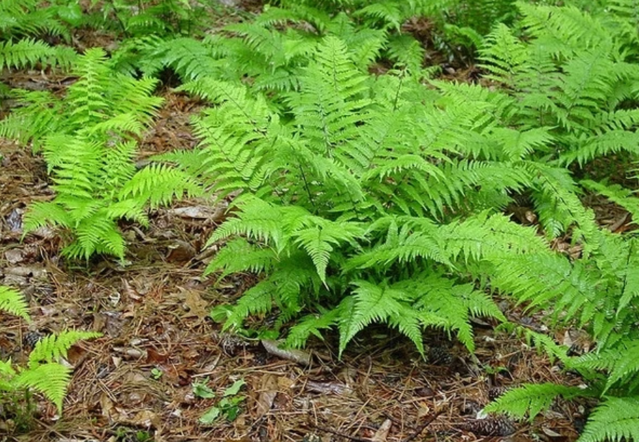 Кочедыжник это. Папоротник кочедыжник женский. Кочедыжник женский (Athyrium filix-Femina). Папоротник Многорядник Брауна. Кочедыжник Видаля.