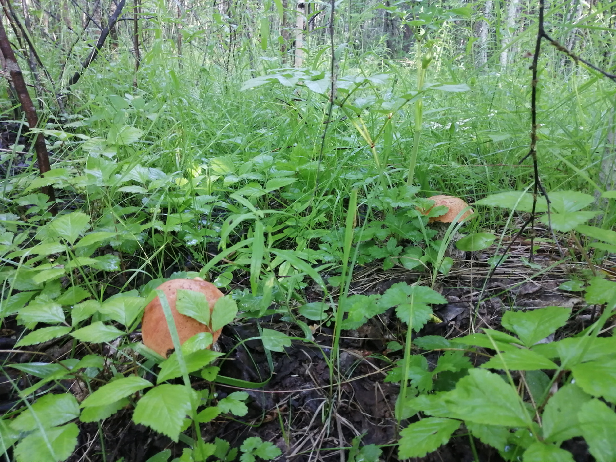 Подосиновики