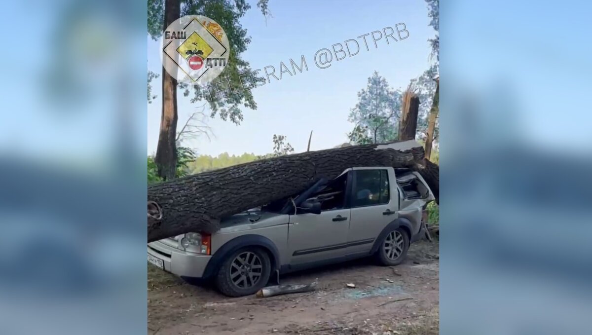 В Башкирии дерево всмятку смяло крышу авто, в котором находилась беременная  женщина | mkset.ru | Дзен