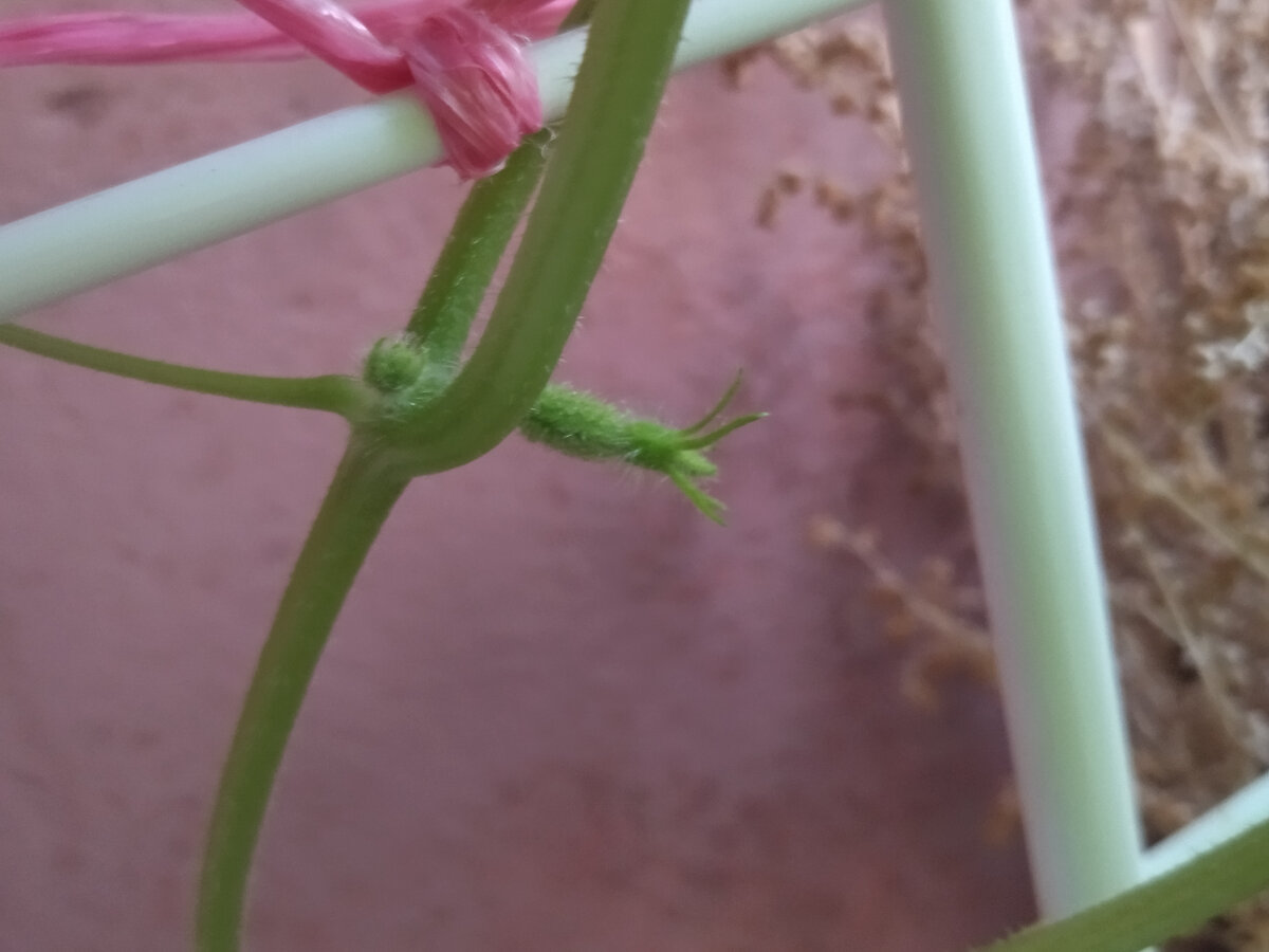 Сначала были такие