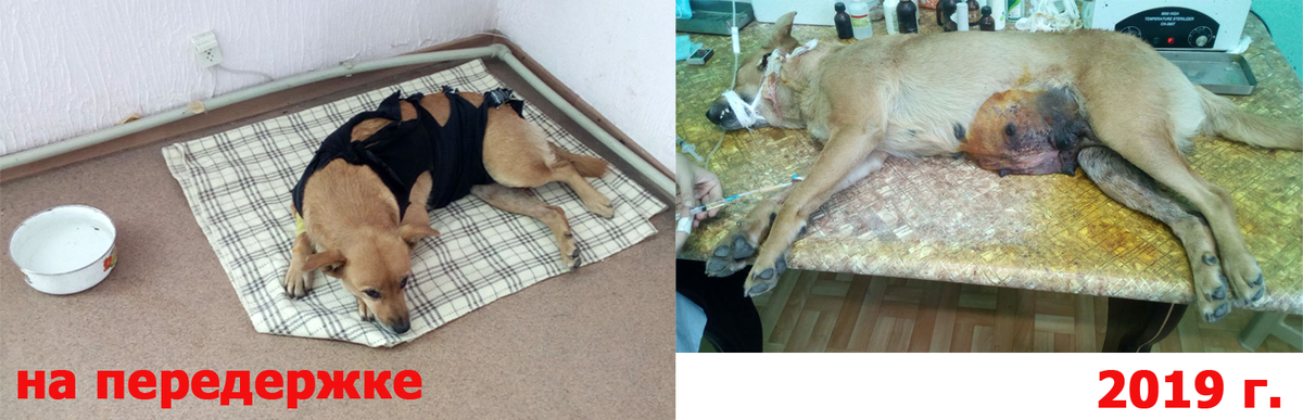 Так Жуля стала подопечной приюта. Живёт на платной передержке.