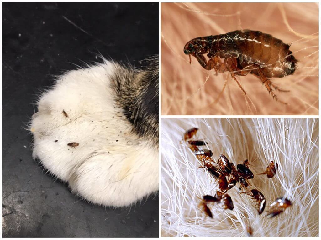 Фото взято из общего доступа в сети интернет