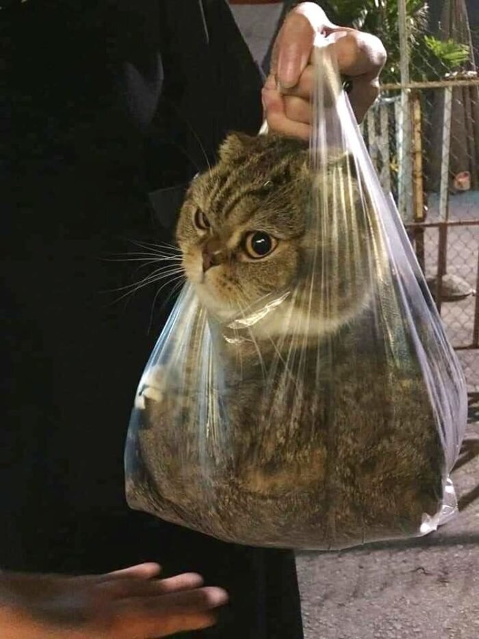 ÐÐ¾ÑÑ â Ð·Ð°Ð³Ð°Ð´Ð¾ÑÐ½ÑÐµ ÑÐ¾Ð·Ð´Ð°Ð½Ð¸Ñ. ÐÐ½Ð¸ Ð¼Ð¾Ð³ÑÑ Ð±ÑÑÑ Ð½ÐµÐ·Ð°Ð²Ð¸ÑÐ¸Ð¼ÑÐ¼Ð¸, ÑÐ²Ð¾ÐµÐ½ÑÐ°Ð²Ð½ÑÐ¼Ð¸ Ð¸ ÑÐ¾Ð²ÐµÑÑÐµÐ½Ð½Ð¾ Ð½ÐµÐ¿ÑÐµÐ´ÑÐºÐ°Ð·ÑÐµÐ¼ÑÐ¼Ð¸.-12