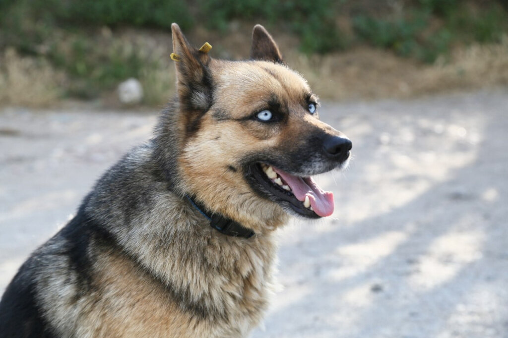 Фото: Фото: Михаил Гладчук