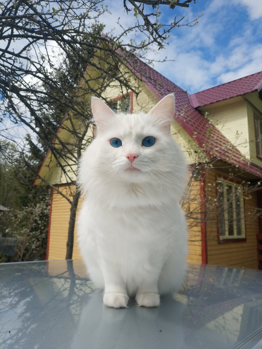 Котоконтроль. Кошка Мальвина