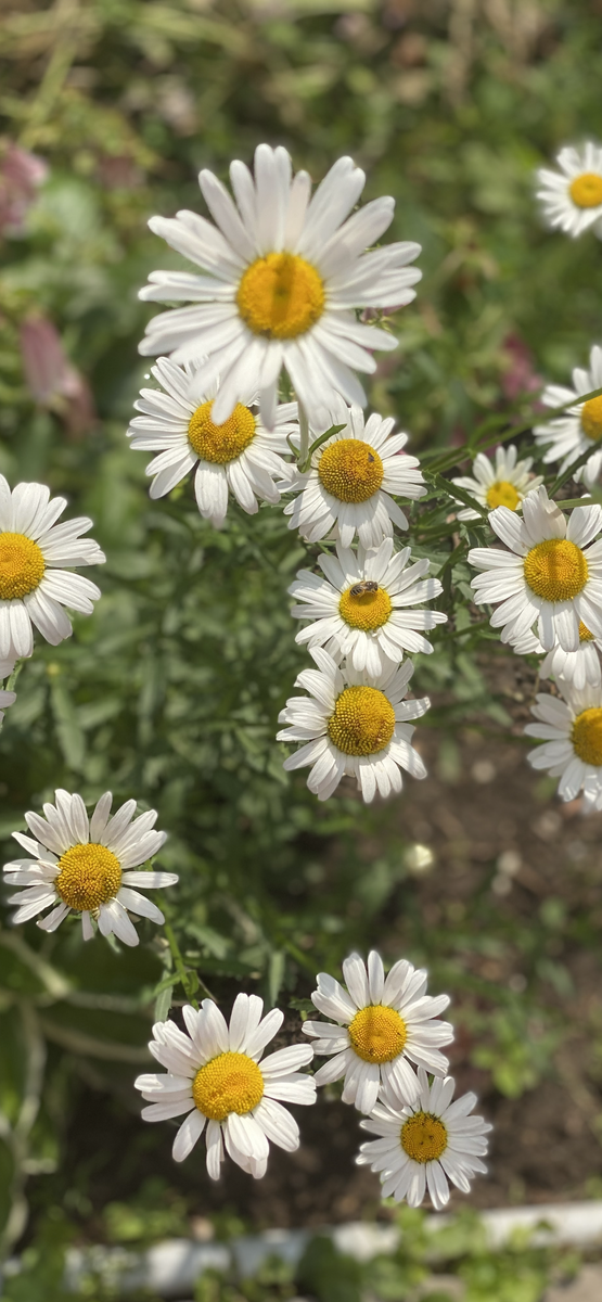 Ромашки спрятались ладошками в луга ….