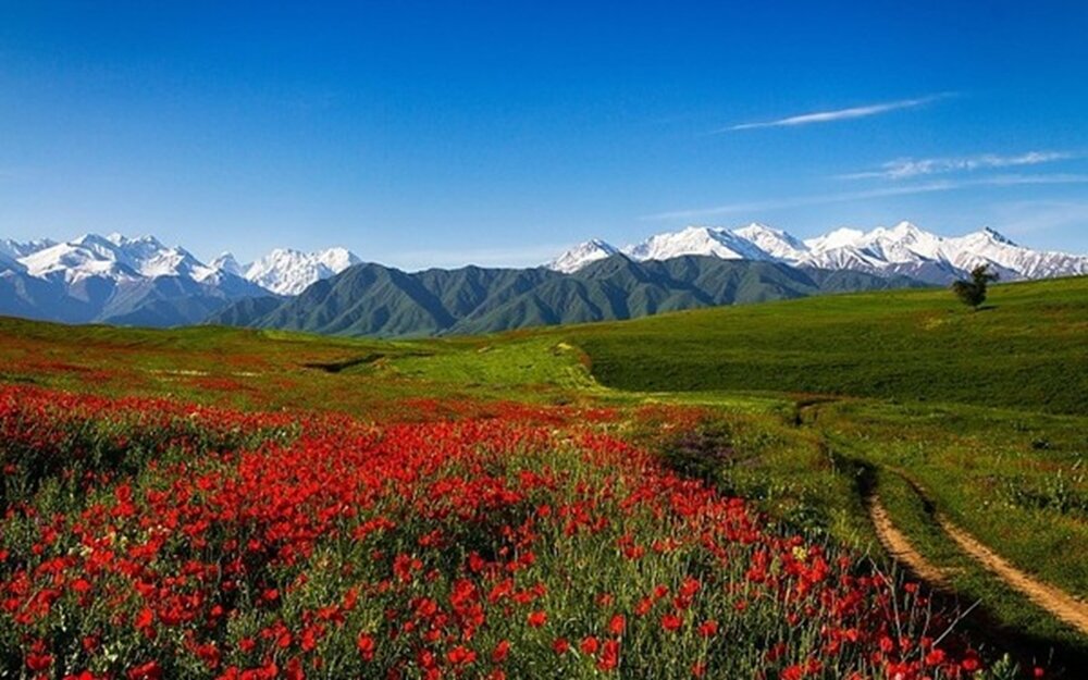 В Узбекистане принят пакет мер по поддержке пчеловодства и опыления сельхозкультур