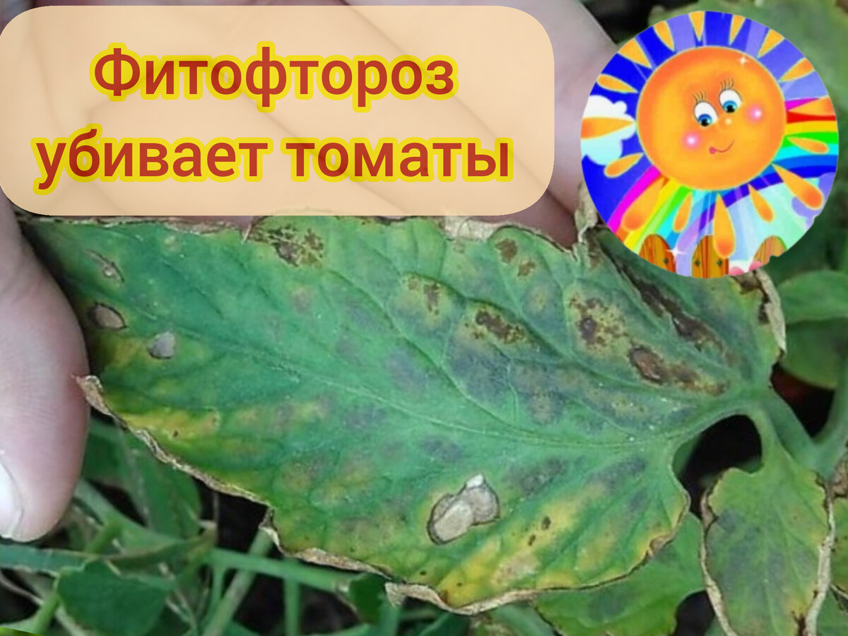 Личный архив 