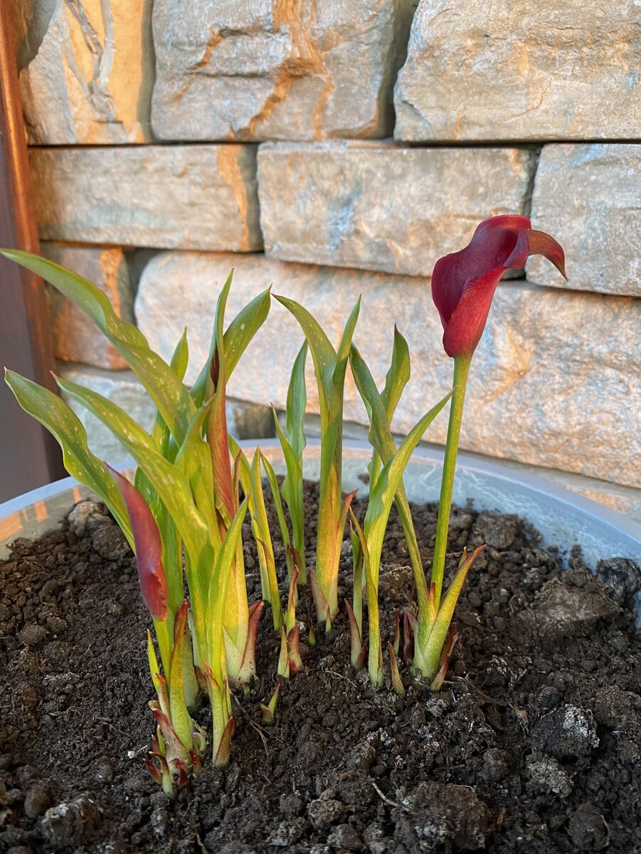 Каллы цветение