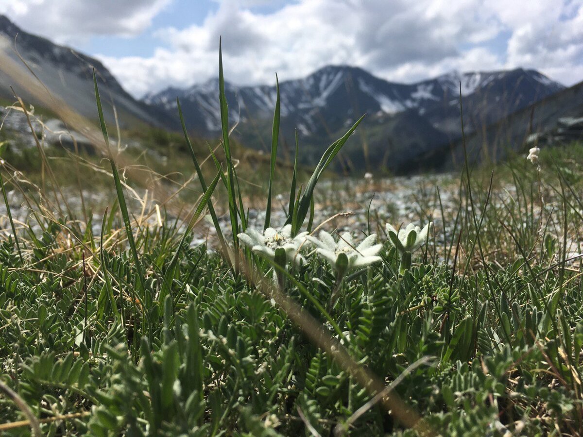 Эдельвейсы в долине Ярлу