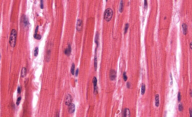    Кардиомиоциты желудочка сердца / ©histologyguide.com