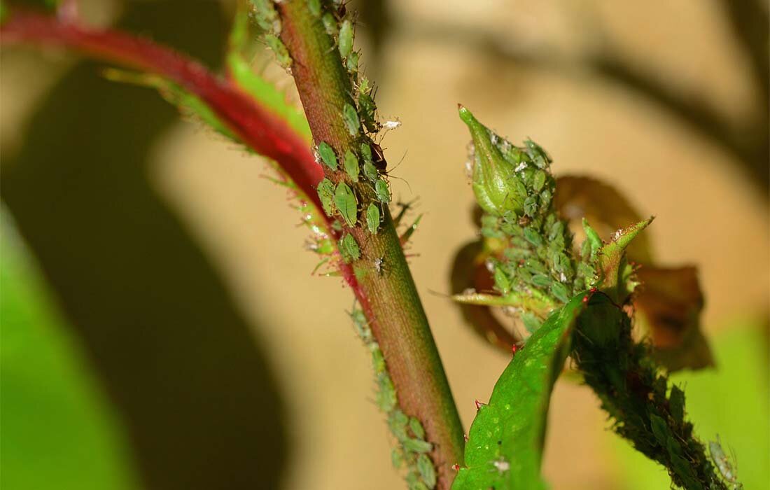 Фото: pixabay.com