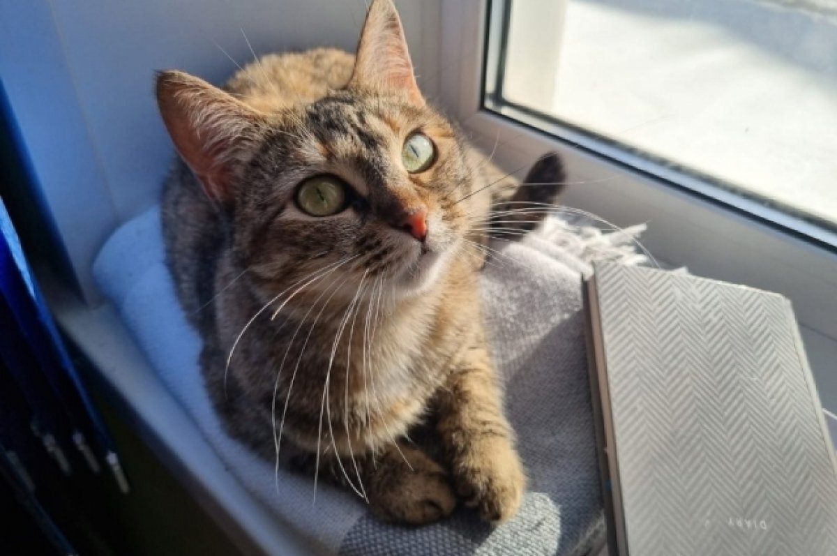    Пропавшая кошка Маша