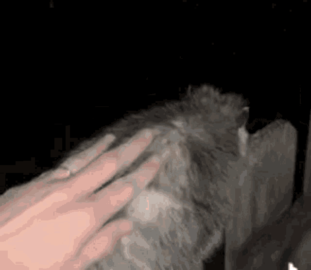 Опоссум оборачивается