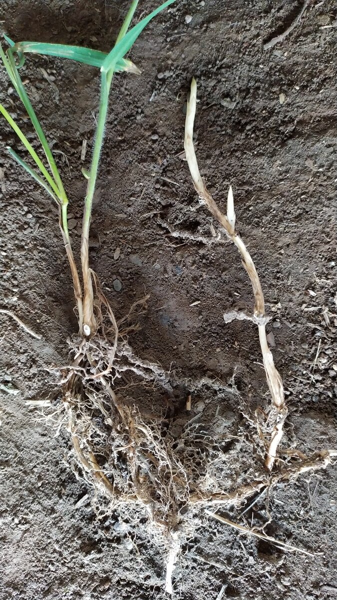 Отрасти может любой отрезок корневища, имеющий хотя бы одну почку.