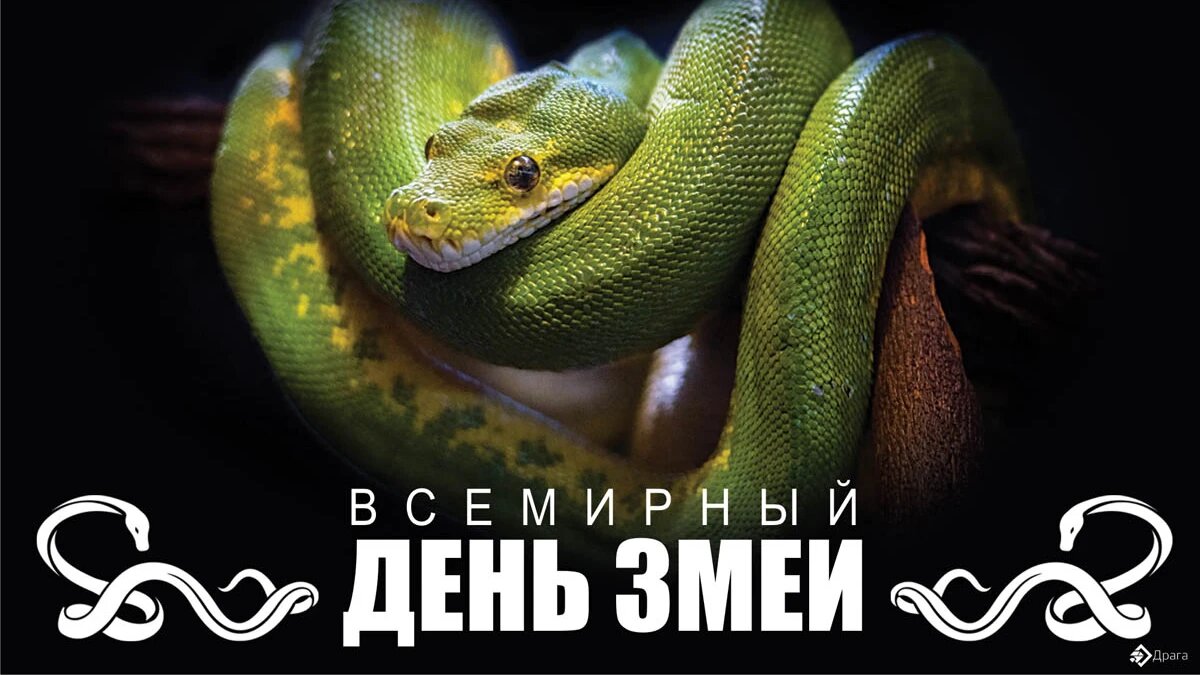 Календарь 2025 с праздниками со змеей