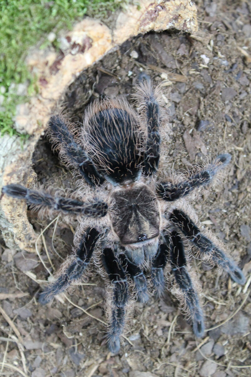 Переселяем паука-птицееда brachypelma albopilosum в новый террариум |  Киперштадт | Дзен