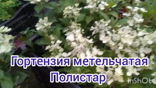 ГОРТЕНЗИЯ ПОЛИСТАР, ЭТО ПРОСТО КРАСОТКА ПОРАДУЕТ ВАШИ САДЫ 🤗👍😇💐