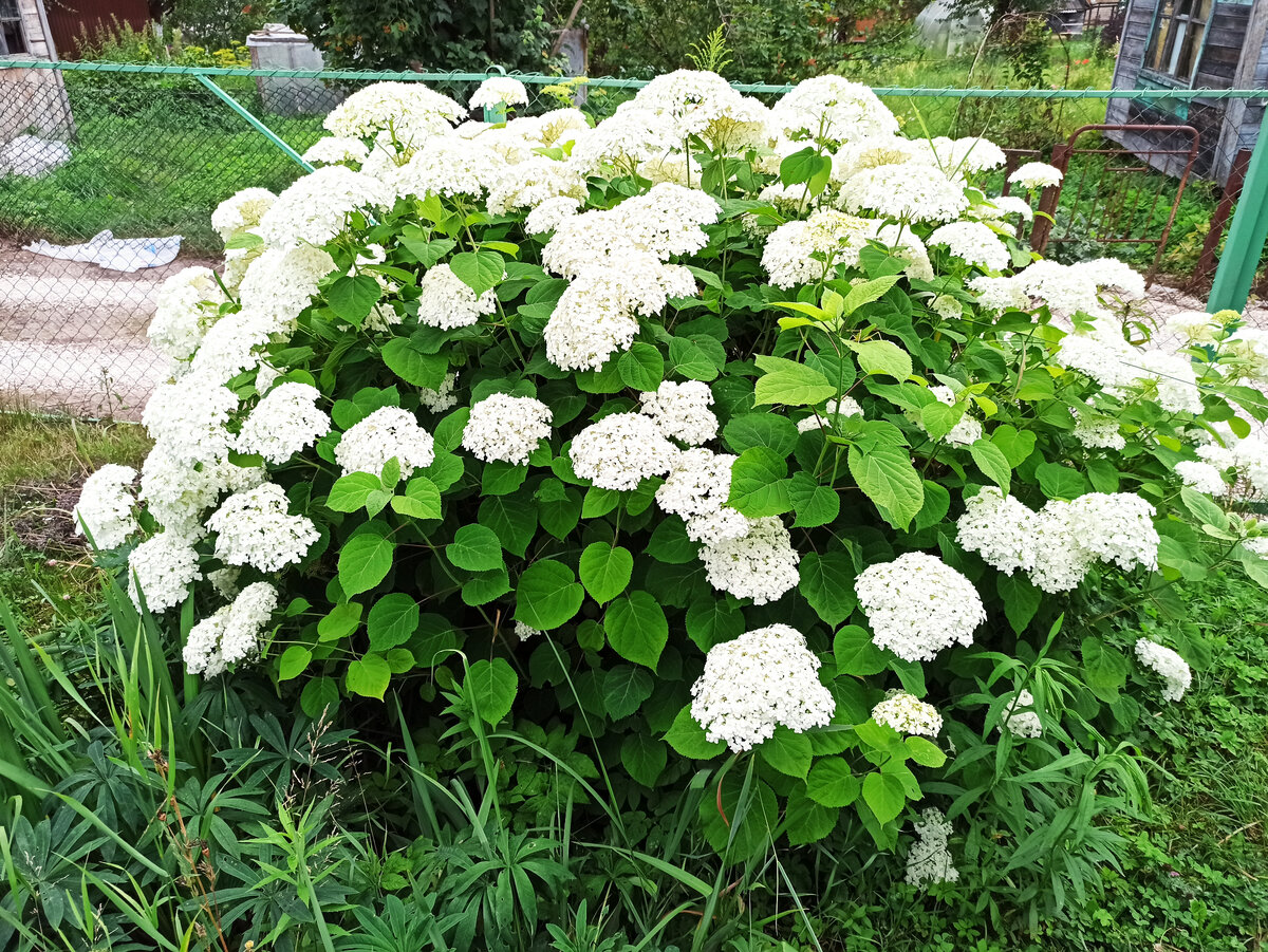 Фото автора. Люблю когда цветет гортензия