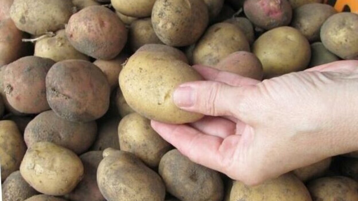 Московский картофель семенной. Семенной картофель. Посадочный материал картофеля. Семена картошки. Семенная картошка.