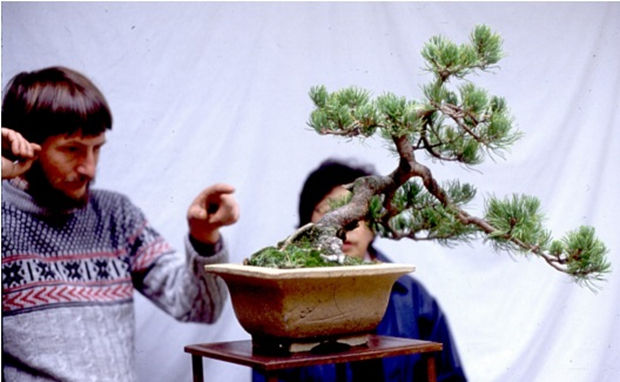 Источник: https://www.annarborbonsaisociety.org/wp-content/uploads/2020/History/Roots&Branches_Issue%2014.pdf