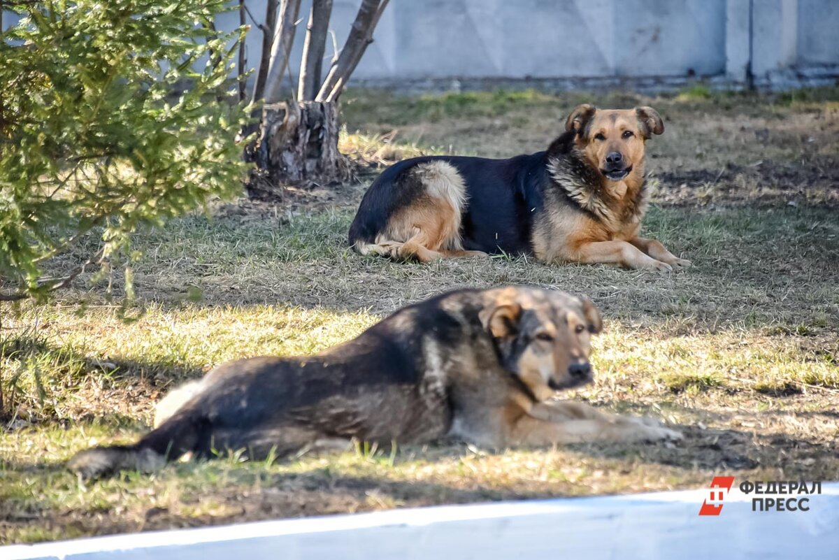 Жители Тюмени ставят капканы на бродячих собак