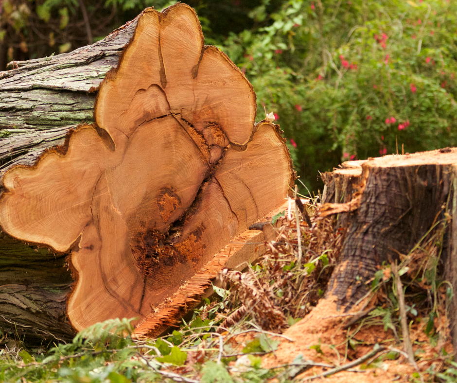 Фото: из открытых источников