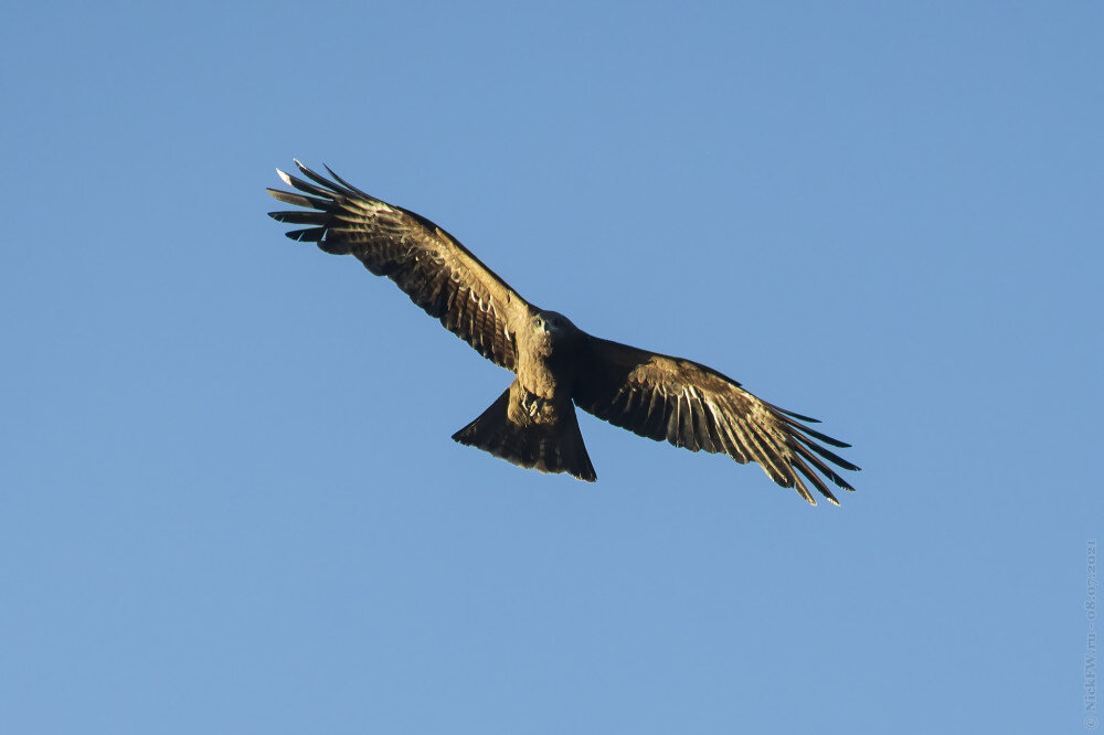 2. Чёрный коршун © NickFW.ru — 08.07.2021г.