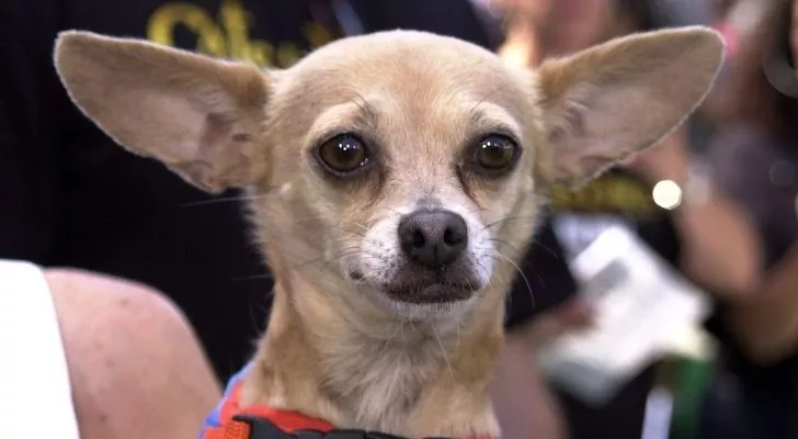 Породный стандарт и его эволюция