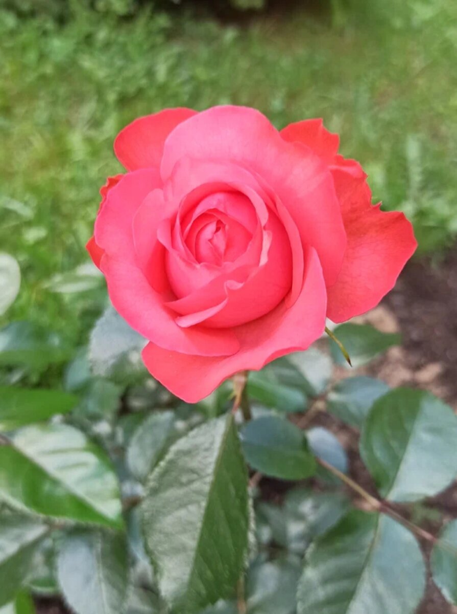 Неизвестная для меня пока роза. Фото из моего сада