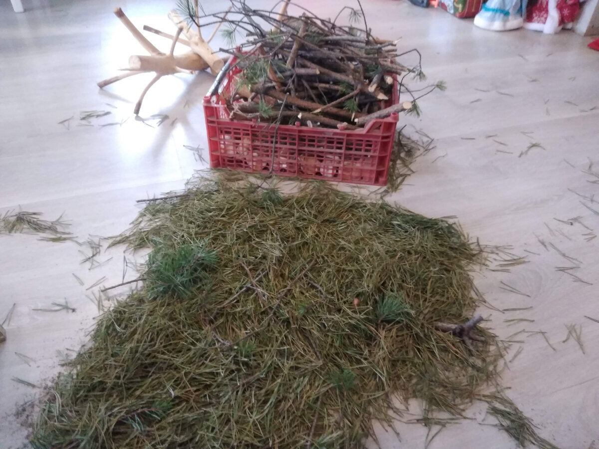 Сосна новогодняя