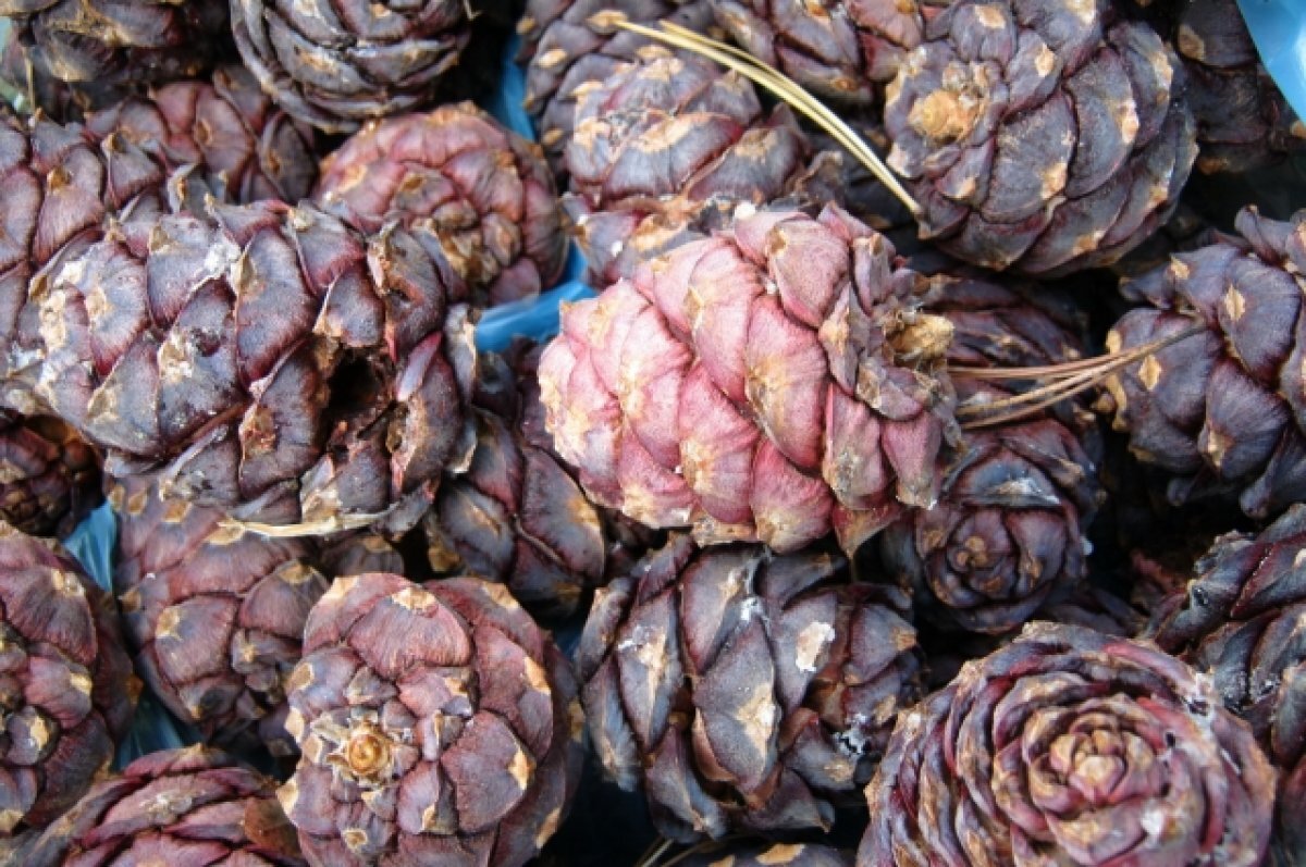    Урожай кедра в этом году будет небольшой.