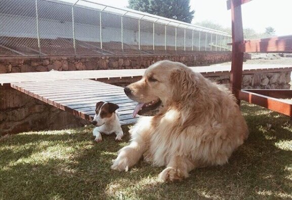 Две собаки супругов Темер – пострадавший Пиколи и золотистый ретривер Тор
